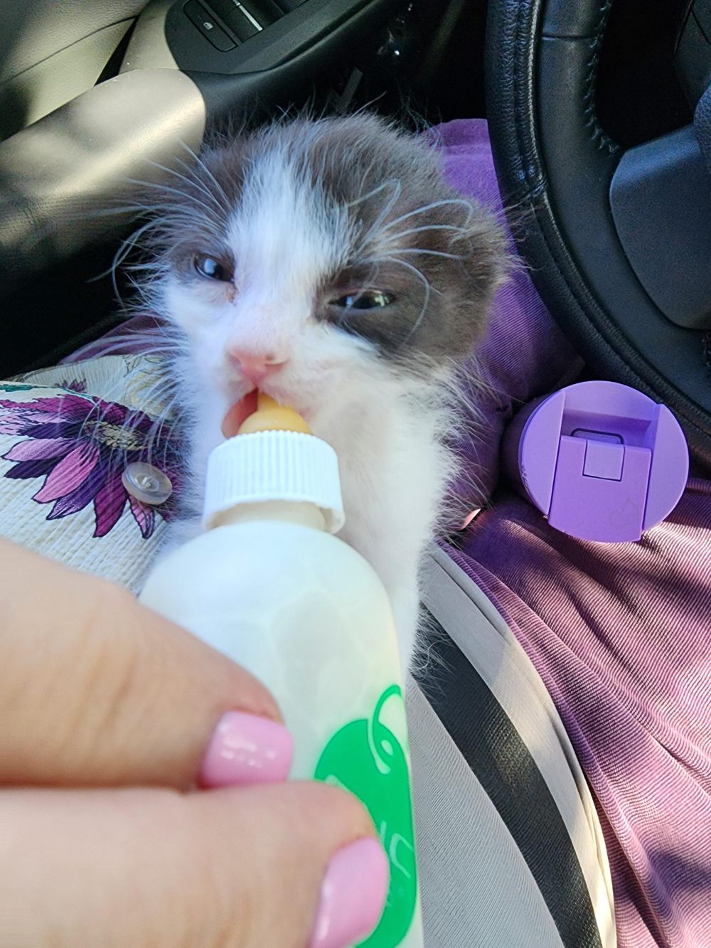 10 Potret Kucing Minum dari Botol Bayi, Imut Semua!