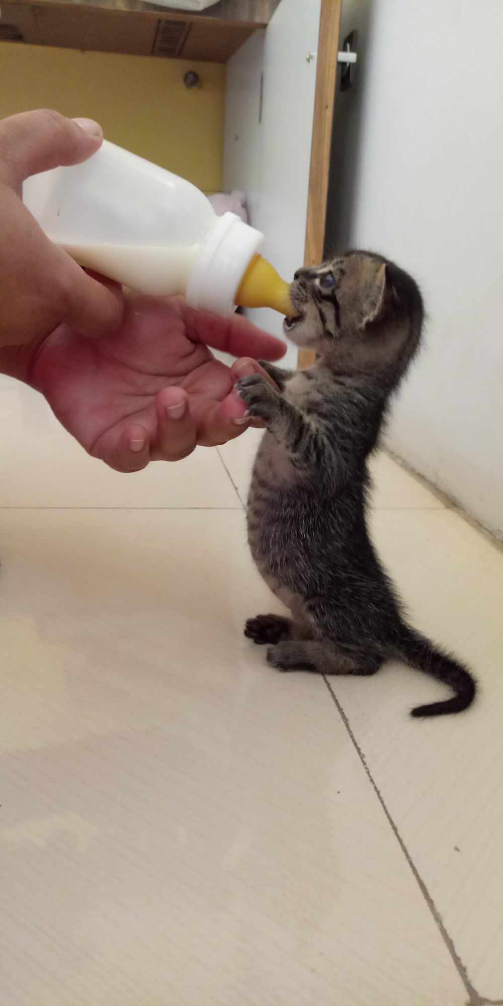 10 Potret Kucing Minum dari Botol Bayi, Imut Semua!