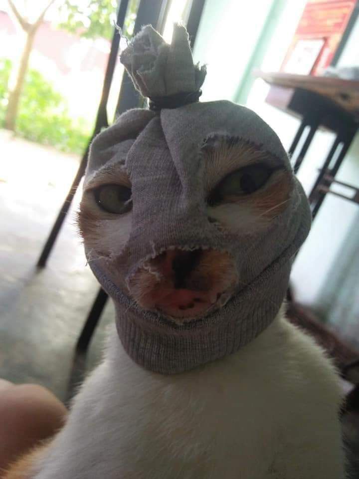 10 Potret Kucing Pakai Topeng Bak Pencuri, Malah Jadi Lucu!