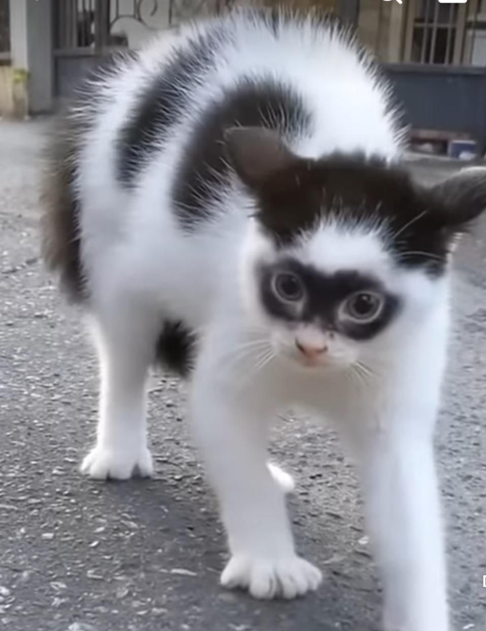 10 Potret Kucing Pakai Topeng Bak Pencuri, Malah Jadi Lucu!