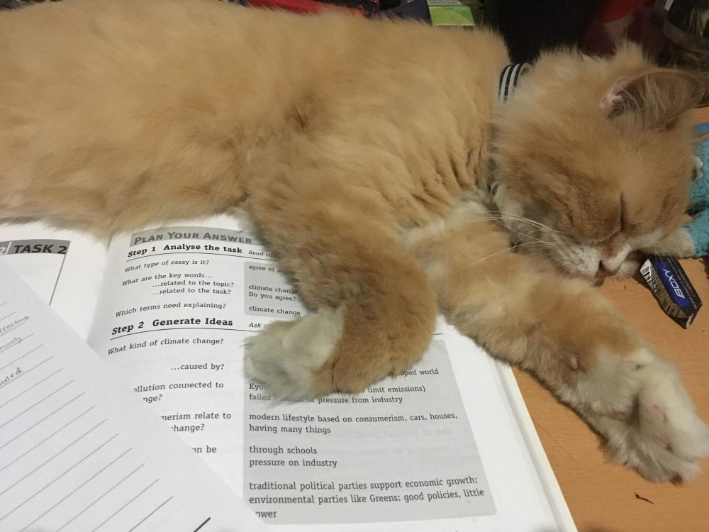 10 Potret Kucing Tidur di Atas Buku, Lelah Belajar?