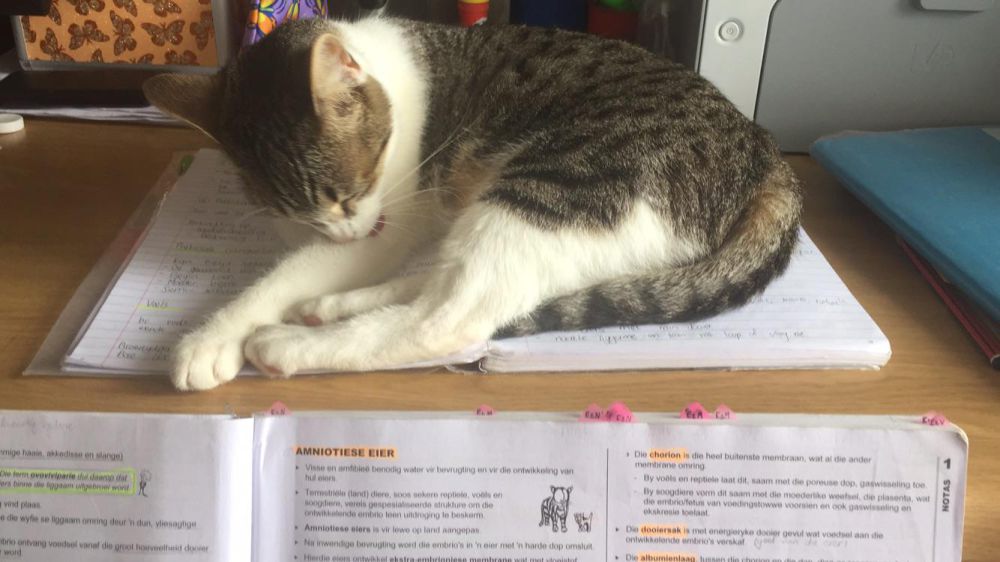 10 Potret Kucing Tidur di Atas Buku, Lelah Belajar?