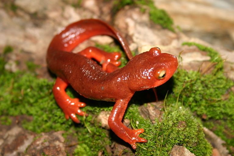 8 Fakta Menarik California Newt, Racunnya Lebih Kuat dari Sianida