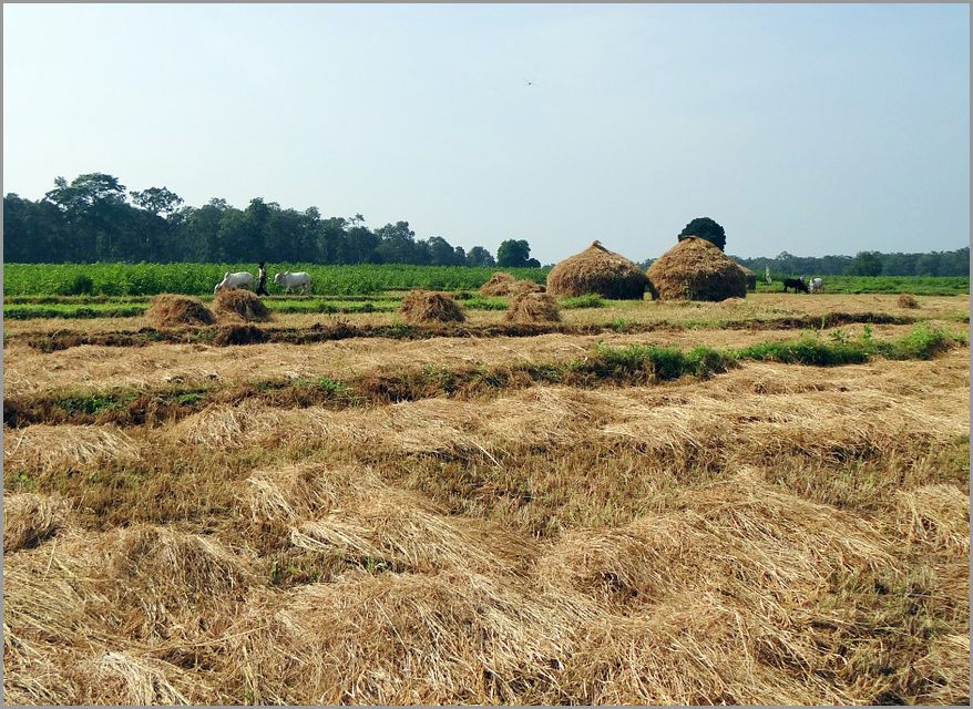 Produksi Padi Banyuasin Naik 1 Ton per  Ha Usai Pendampingan WPI