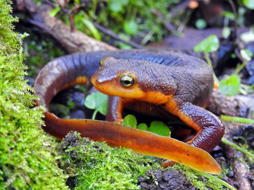 8 Fakta Menarik California Newt, Racunnya Lebih Kuat dari Sianida