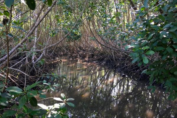 Biaya Sewa Kano di Hutan Mangrove Denpasar