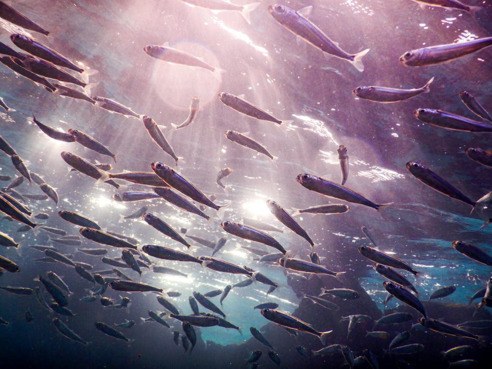5 Fakta Menarik Tentang Ikan Teri yang Belum Banyak Diketahui