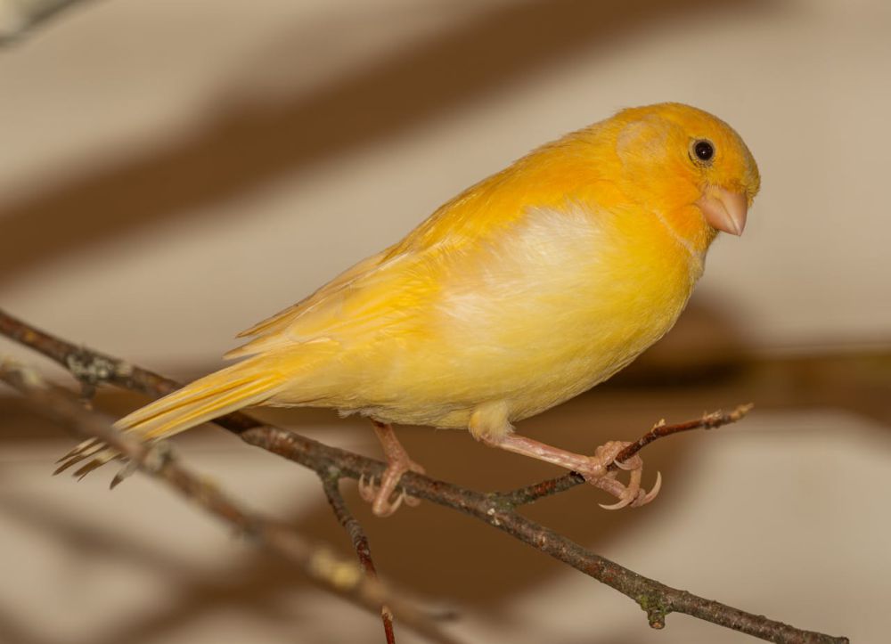 Manfaat Buah Pisang untuk Burung Kenari, Banyak yang Menyepelekan