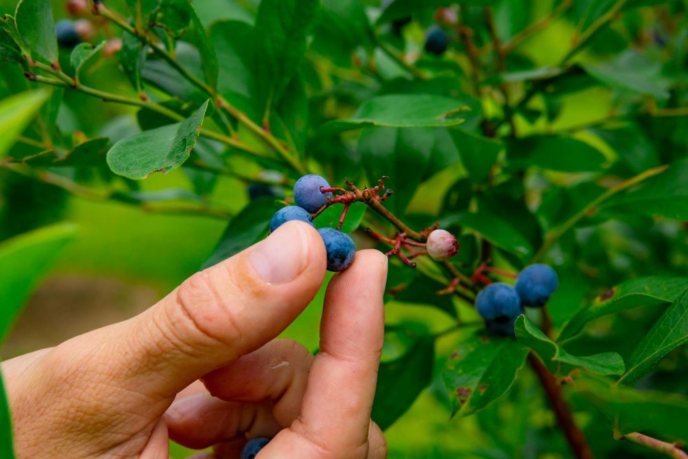 5 Rekomendasi Tanaman Buah di dalam Pot saat Musim Panas