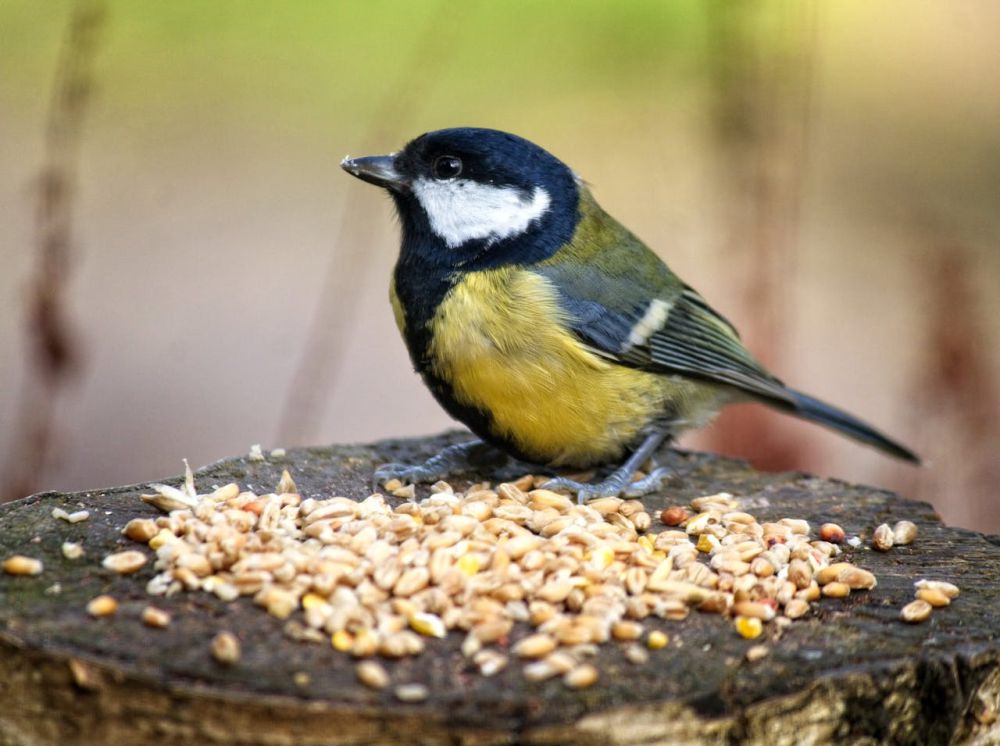 Manfaat Buah Pisang untuk Burung Kenari, Banyak yang Menyepelekan