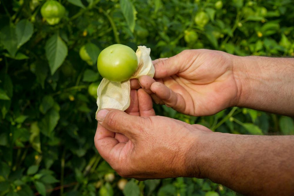 5 Rekomendasi Tanaman Buah di dalam Pot saat Musim Panas