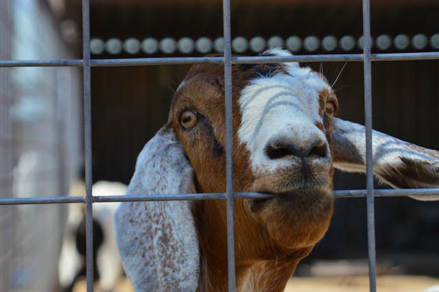 Foto Bareng Kambing di Toko Fesyen Ini Bisa Dapat Hewan Kurban 