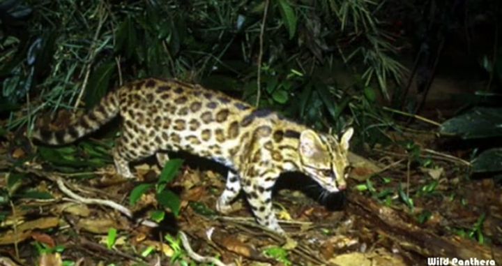 8 Spesies Kucing dari Genus Leopardus, Si Kecil Penghuni Hutan Amerika