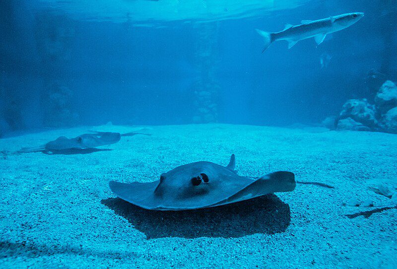 Stingray