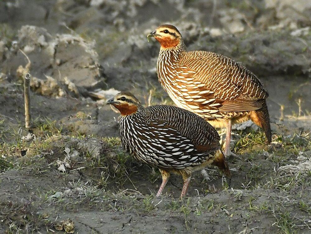 Burung Ayam-Ayaman di Asia dengan Status Terancam Punah