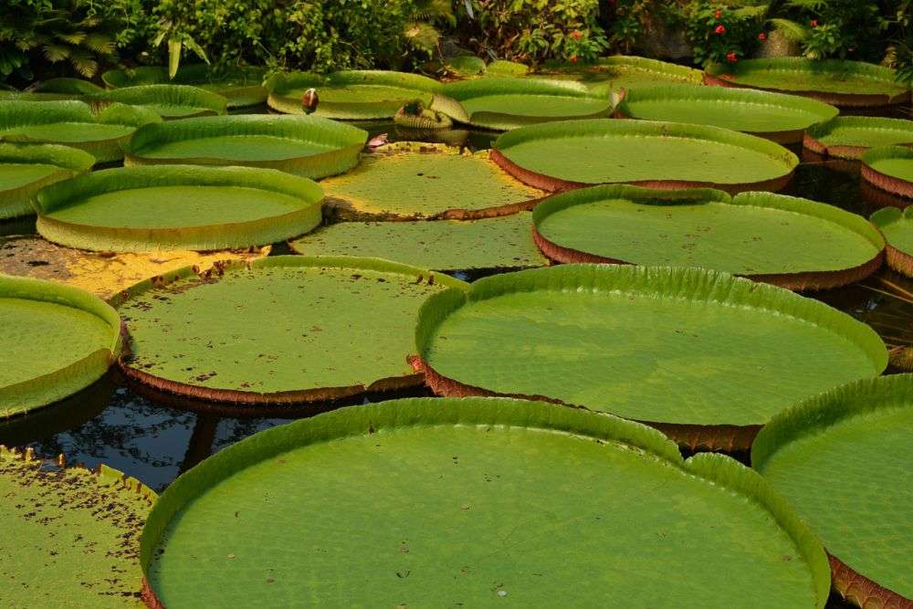 Tanaman Victoria Amazonica Yang Bisa Menampung Bobot 50 Kg