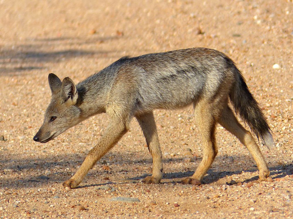 5	Fakta Jackal Belang Samping yang Membawa Penyakit Rabies 