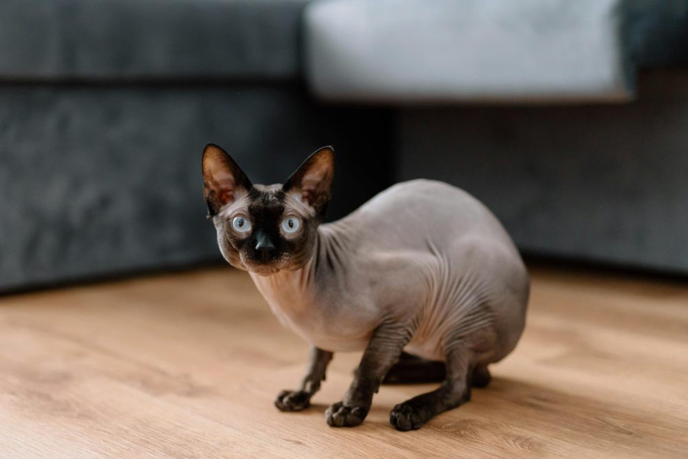 5 Fakta Kucing Sphynx yang Unik dan Menarik, Tidak Memiliki Bulu!