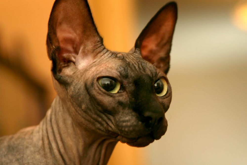 5 Fakta Kucing Sphynx yang Unik dan Menarik, Tidak Memiliki Bulu!