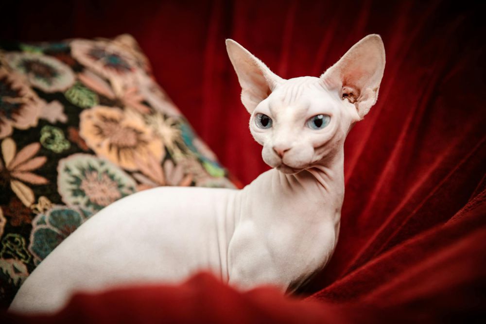 5 Fakta Kucing Sphynx yang Unik dan Menarik, Tidak Memiliki Bulu!