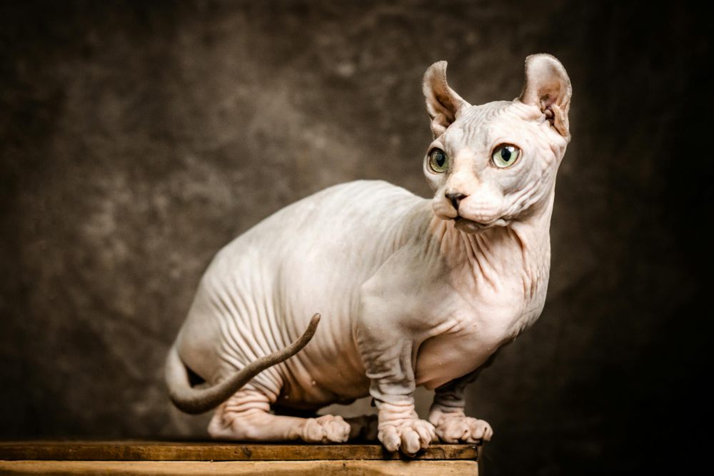 5 Fakta Kucing Sphynx yang Unik dan Menarik, Tidak Memiliki Bulu!