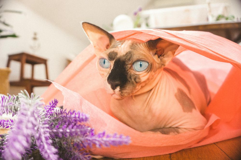 5 Fakta Kucing Sphynx yang Unik dan Menarik, Tidak Memiliki Bulu!