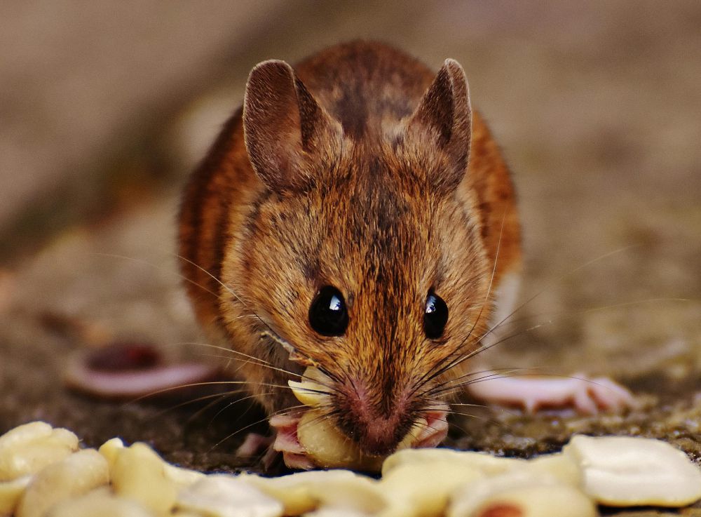 30 Hektare Tanaman Padi di Tabanan Diserang Tikus