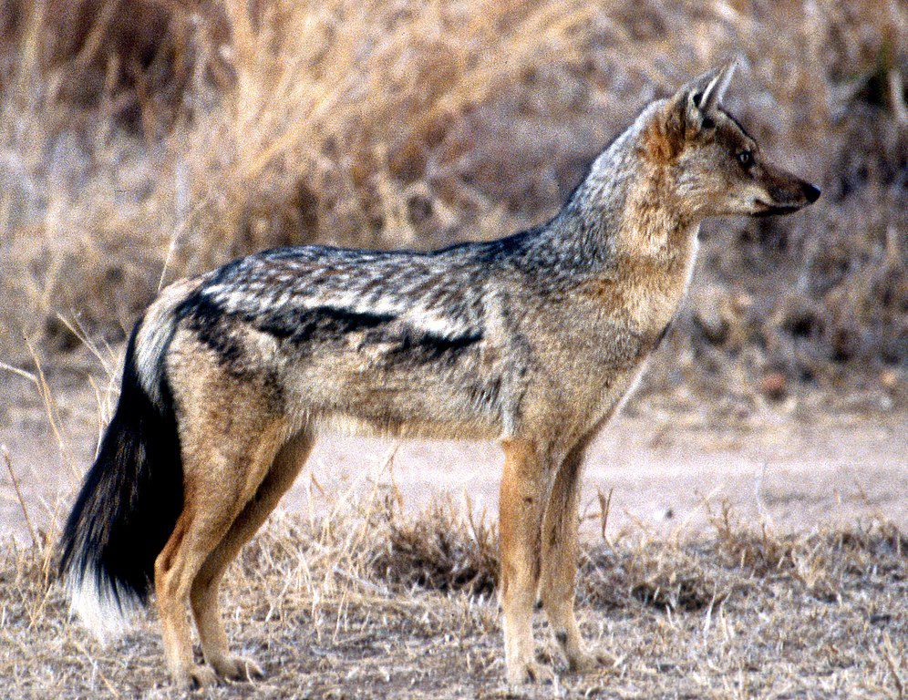 5	Fakta Jackal Belang Samping yang Membawa Penyakit Rabies 