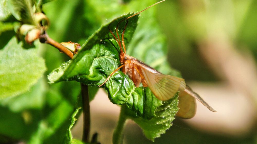 5	Fakta Lalat Caddis, Dapat Hidup di Air yang Tercemar 