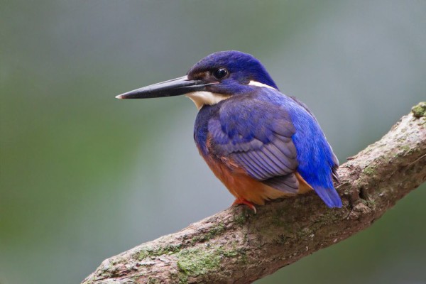 100 Burung dengan Warna Tercantik di Dunia - Azure Kingfisher