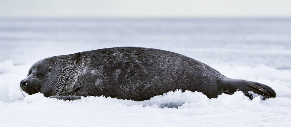 7 Fakta Anjing Laut Baikal, Disalahkan Atas Kurangnya Populasi Ikan Omul