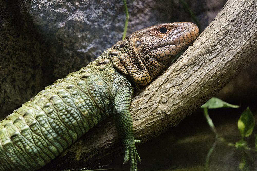 5 Fakta Caiman Lizard, Si Pemakan Siput Yang Suka Berjemur