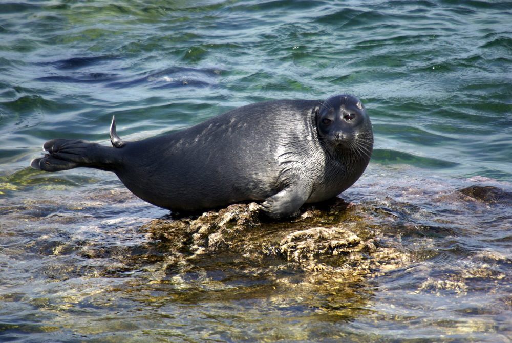 7 Fakta Anjing Laut Baikal, Disalahkan Atas Kurangnya Populasi Ikan Omul