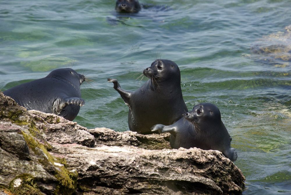 7 Fakta Anjing Laut Baikal, Disalahkan Atas Kurangnya Populasi Ikan Omul