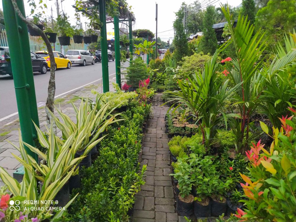 10 Tempat Belanja Tanaman Hias di Jogja, Wujudkan Kebun Impian