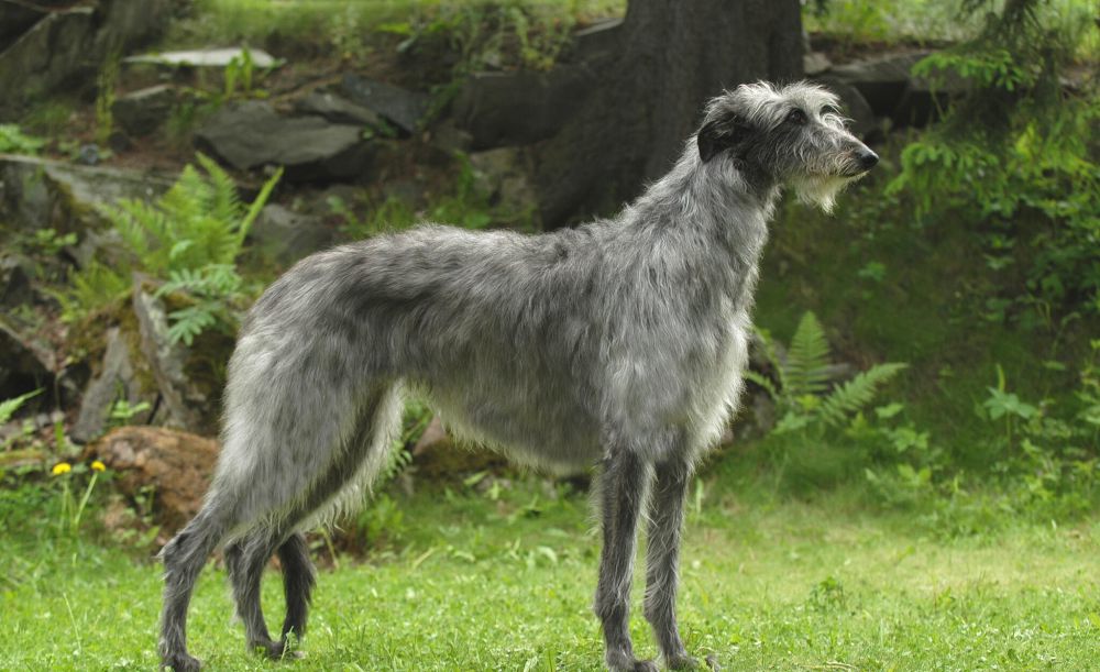 7 Anjing Tertinggi di Dunia, Kumpulan Ras Anjing Raksasa