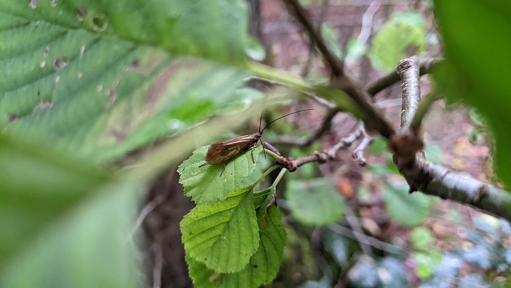 5	Fakta Lalat Caddis, Dapat Hidup di Air yang Tercemar 