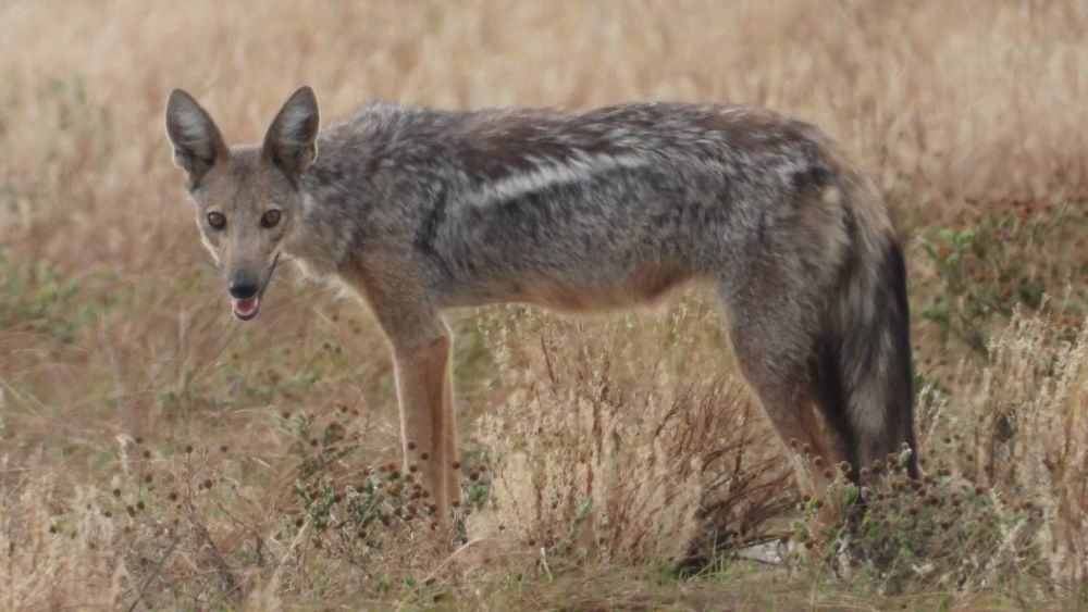 5	Fakta Jackal Belang Samping yang Membawa Penyakit Rabies 