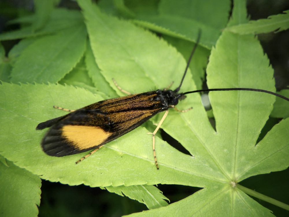 5	Fakta Lalat Caddis, Dapat Hidup di Air yang Tercemar 