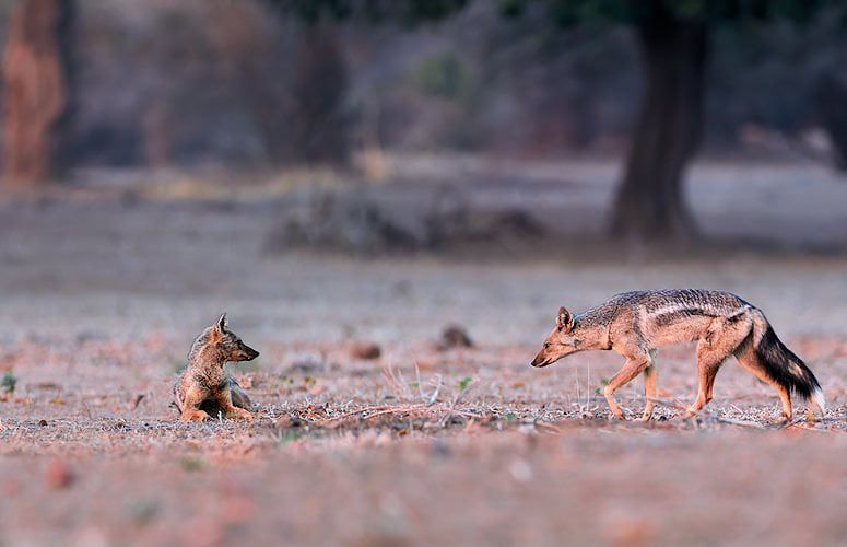 5	Fakta Jackal Belang Samping yang Membawa Penyakit Rabies 