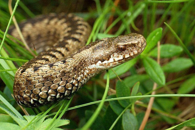 7 Fakta Common Adder, Reptil yang Tahan Dinginnya Kutub