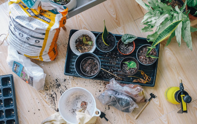 5 Manfaat Menggunakan Daun Teh untuk Merawat Tanaman