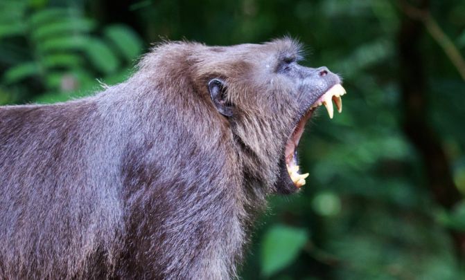 5 Fakta Unik Dare, Kera Hitam Endemik Pulau Sulawesi