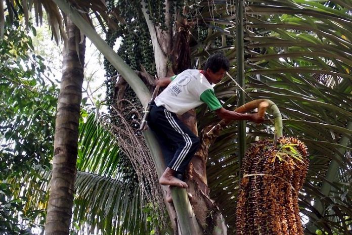 10 Cecimpedan Tumbuh-Tumbuhan Bahasa Bali