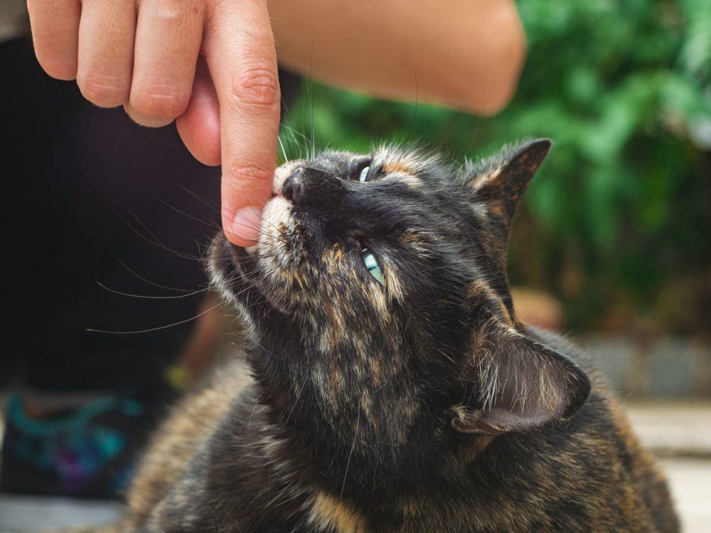 5 Hal yang Membuat Kepribadian Kucing Torbie Dikenal Unik, Gemas!