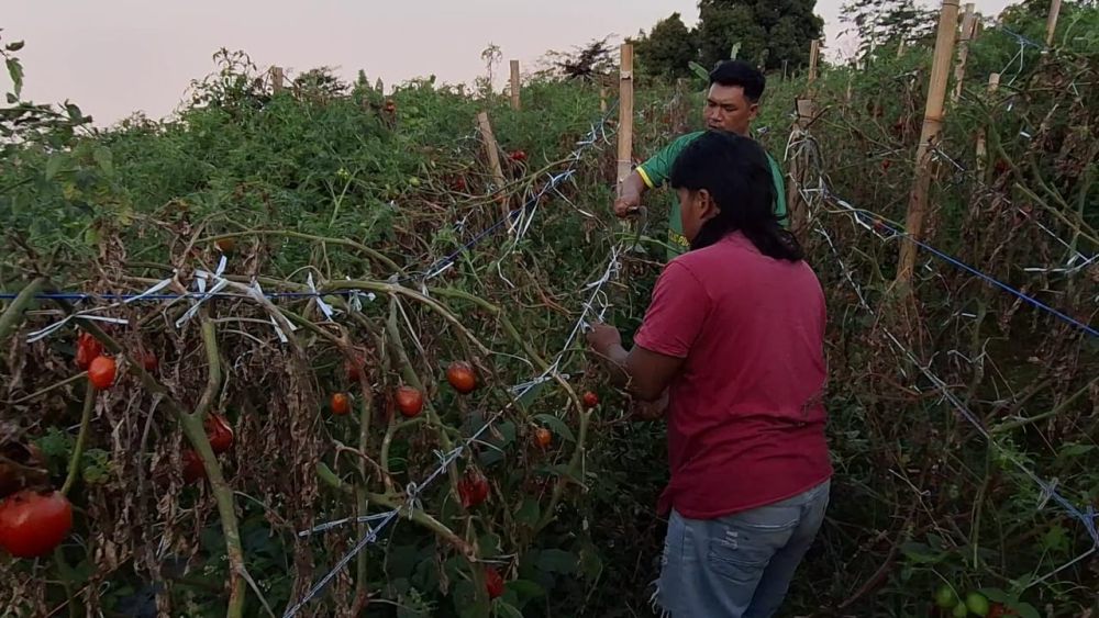 Dihargai Murah, Petani Magetan Biarkan Tomatnya Membusuk