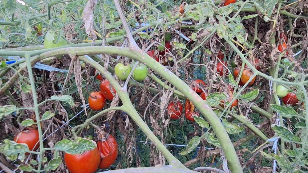 Dihargai Murah, Petani Magetan Biarkan Tomatnya Membusuk