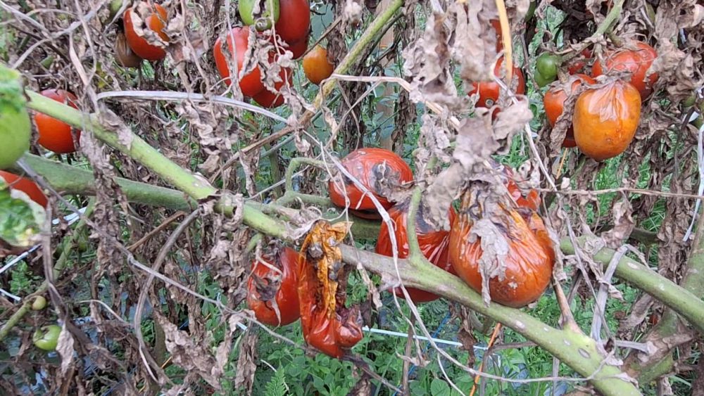 Dihargai Murah, Petani Magetan Biarkan Tomatnya Membusuk