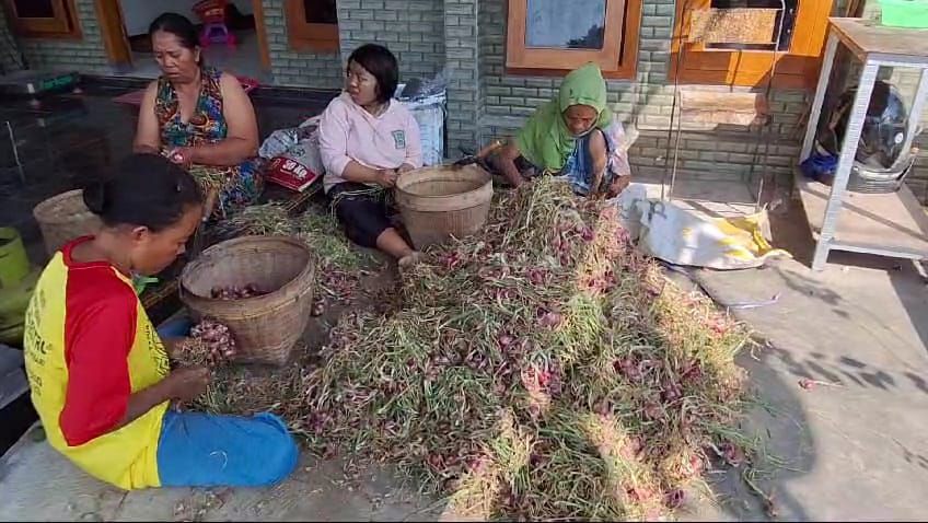 Bawang Merah Anjlok, Petani Magetan Sulit Kembalikan Pinjaman Bank