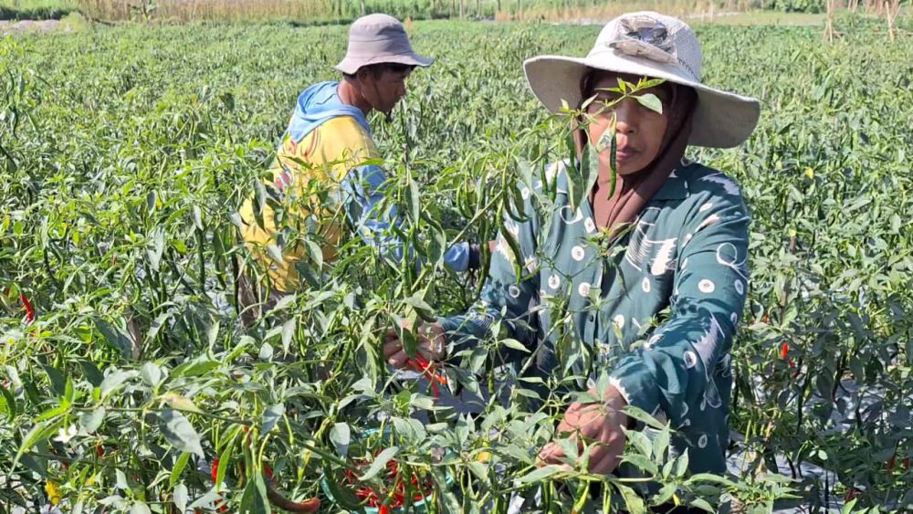 Harga Sayuran Anjlok, Petani Magetan Menjerit